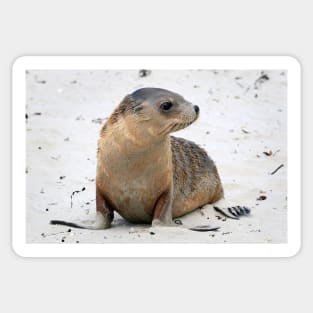 Seal pup on the beach on Kangaroo Island in South Australia Sticker